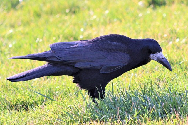 Three Black Crows